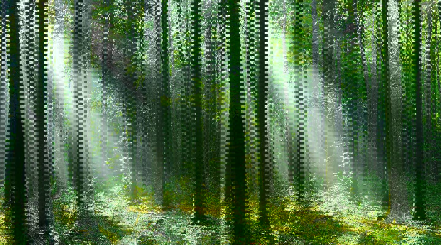 Faber Labs Carrying Impact